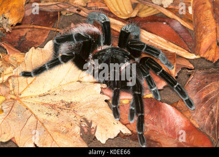 Tarantula Spider, Black Velvet croupion rouge, Brachypelma vagans, sur le sol de la forêt, les feuilles mortes, jungle Banque D'Images