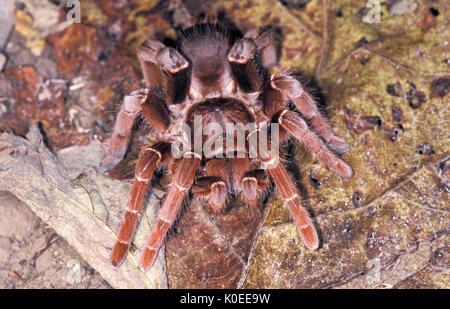 Le roi babouin, Pelinobius muticus, Tarantula, femme, 2e plus grand et le plus lourd dans le monde, trouvés au Kenya, spider, Citharischius crawshayi Banque D'Images