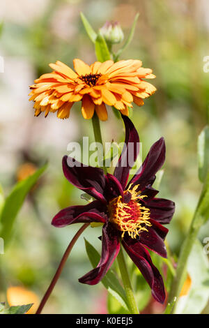 La fin de l'été de l'association de plantes, de Calendula calendula annuelle 'Prince', et l'offre pérenne, 'Dark desire' Banque D'Images