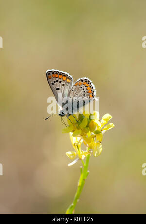 Papillon Bleu, les Idas Plebejus idas alimentation,sur l'île de Lesvos fleur jaune, la Grèce , lesbos Banque D'Images