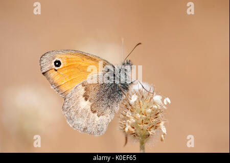 Papillon Small Heath, Coenoympha pamphilus, reposant sur l'herbe, la tête de l'île de Lesbos en Grèce , lesbos Banque D'Images