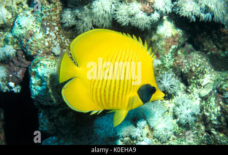 Poisson Papillon doré ou masqués, Chaetodon semilarvatus, Mer Rouge, Charm el-Cheikh, jaune et bleu, Banque D'Images