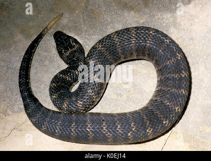 Death Adder commun, Acanthophis antarcticus, l'Australie, c'est l'un des plus venimeux des serpents de terre en Australie et dans le monde, le désert en captivité d'espèces Banque D'Images