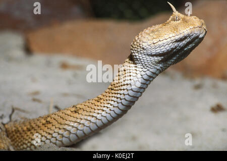 Vipère à cornes du désert, Serpent Cerastes cerastes, Afrique du Nord, vipère venimeuse espèce originaire des déserts du nord de l'Afrique et certaines parties du Moyen E Banque D'Images