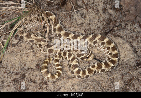 Western Heterodon nasicus Couleuvre à nez plat,, USA, bien que le venimeux extrêmement rare de cette morsure de serpent à crochets arrière n'est d'aucune importance médicale à hu Banque D'Images