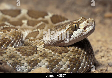 Crotales, Crotalus oreganus) est une espèce de vipère venimeuse pit trouvés en Amérique du Nord dans l'ouest des États-Unis, certaines régions de la Banque D'Images