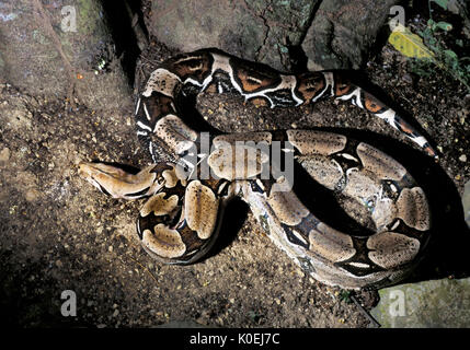 Guyanan serpent boa, Boa constrictor constrictor, arbre d'escalade, de l'Amérique du Sud, captive Banque D'Images