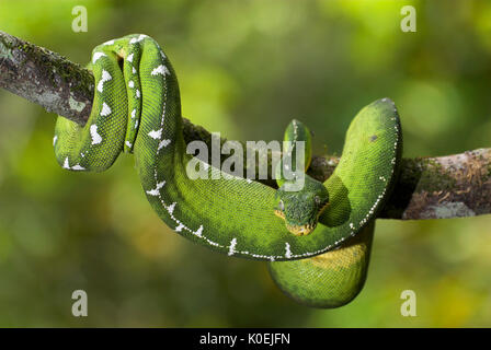 Emerald Tree Boa Serpent, Corallus caninus, les forêts tropicales de l'Amérique du Sud, nocturne, carnivore, gondolé sur branch, jour Banque D'Images