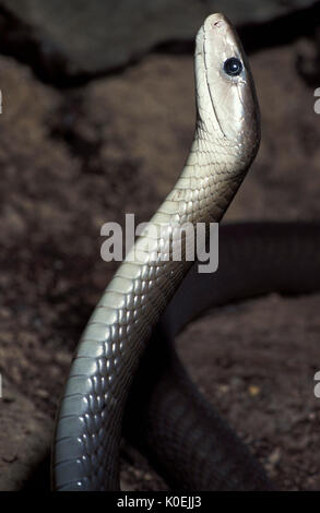 Black Mamba, Dendroaspis polylepis, dans la défense posent, de croissance, de déménagement à jeun, serpent venimeux, captif, venemous Banque D'Images