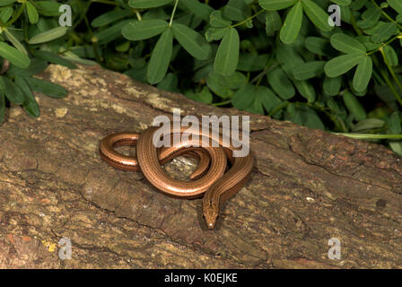 Ver fargilis lente Angulus, apodes, lézard sur maisons en bois rond, jardin, se prélassant au soleil pour garder au chaud, le sang froid, recroquevillée Banque D'Images