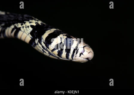 Serpent Rat tigre, Spilotes pullatus pullatus, colubridés trouvés en Amérique centrale et du Sud, noir et blanc, portrait Banque D'Images