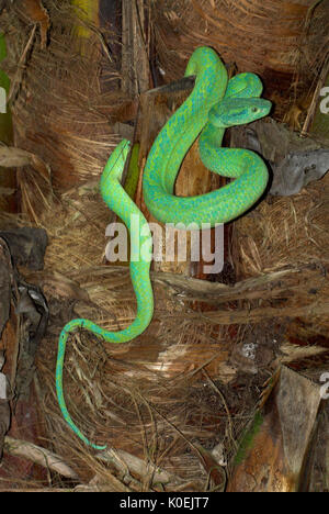 Snake Pit Viper Palm hondurien, Bothriechis marchi, vert et relativement mince avec une queue préhensile, le Honduras et l'est du Guatemala, venemous, bobine Banque D'Images