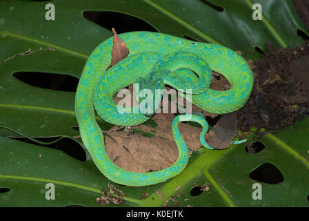 Snake Pit Viper Palm hondurien, Bothriechis marchi, vert et relativement mince avec une queue préhensile, le Honduras et l'est du Guatemala, venemous, bobine Banque D'Images