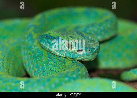 Snake Pit Viper Palm hondurien, Bothriechis marchi, vert et relativement mince avec une queue préhensile, le Honduras et l'est du Guatemala, venemous, port Banque D'Images