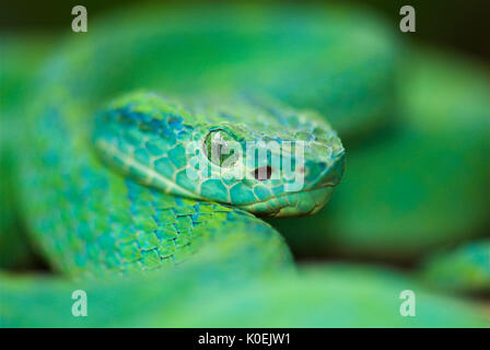 Snake Pit Viper Palm hondurien, Bothriechis marchi, vert et relativement mince avec une queue préhensile, le Honduras et l'est du Guatemala, venemous, port Banque D'Images