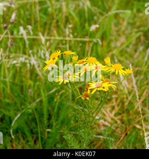 Politique séneçon jacobée (Senecio jacobaea) poussant dans un champ, Dorset, Royaume-Uni Banque D'Images