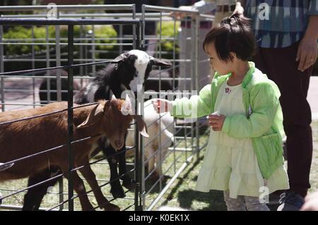 Les familles avec de jeunes enfants visitent un zoo pour enfants, qui a été mis en place pour la foire du printemps, un festival annuel avec de la musique, de la nourriture, des magasins, et plus encore qui a lieu chaque printemps sur le campus Homewood de l'Université Johns Hopkins à Baltimore, Maryland. 2014. Avec la permission d'Eric Chen. Banque D'Images