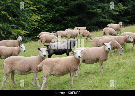 Le mouton noir de la famille, Llanddew, au Pays de Galles Banque D'Images