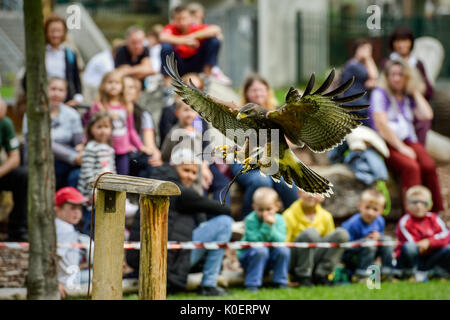 Liberec, République tchèque. Août 22, 2017. Un prédateur en action pendant la formation de la fauconnerie au zoo de Liberec en République tchèque, d'abord, le 22 août 2017. Pour la première fois le zoo organise des démonstrations de fauconnerie la formation pour les visiteurs. Falconer Alexandr Vraga introduit aux visiteurs quatre prédateurs : le pèlerin, l'aigle-owl, Kestrel, et Buzzard. Photo : CTK Radek Petrasek/Photo/Alamy Live News Banque D'Images