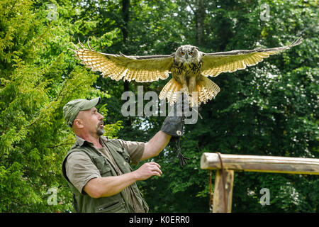 Liberec, République tchèque. Août 22, 2017. Falconer Alexandr Vraga avec un aigle-terriers en action pendant la formation de la fauconnerie au zoo de Liberec en République tchèque, d'abord, le 22 août 2017. Pour la première fois le zoo organise des démonstrations de fauconnerie la formation pour les visiteurs. Falconer a présenté aux visiteurs quatre prédateurs : le pèlerin, l'aigle-owl, Kestrel, et Buzzard. Photo : CTK Radek Petrasek/Photo/Alamy Live News Banque D'Images