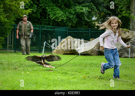 Liberec, République tchèque. Août 22, 2017. Falconer Alexandr Vraga (arrière) avec un prédateur en action pendant la formation de la fauconnerie au zoo de Liberec en République tchèque, d'abord, le 22 août 2017. Pour la première fois le zoo organise des démonstrations de fauconnerie la formation pour les visiteurs. Falconer a présenté aux visiteurs quatre prédateurs : le pèlerin, l'aigle-owl, Kestrel, et Buzzard. Photo : CTK Radek Petrasek/Photo/Alamy Live News Banque D'Images