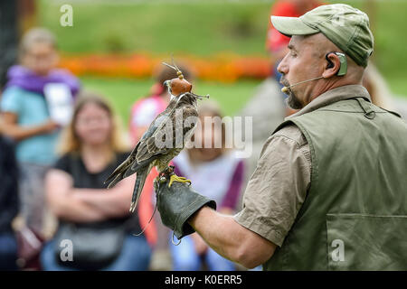 Liberec, République tchèque. Août 22, 2017. Falconer Alexandr Vraga avec un prédateur en action pendant la formation de la fauconnerie au zoo de Liberec en République tchèque, d'abord, le 22 août 2017. Pour la première fois le zoo organise des démonstrations de fauconnerie la formation pour les visiteurs. Falconer a présenté aux visiteurs quatre prédateurs : le pèlerin, l'aigle-owl, Kestrel, et Buzzard. Photo : CTK Radek Petrasek/Photo/Alamy Live News Banque D'Images