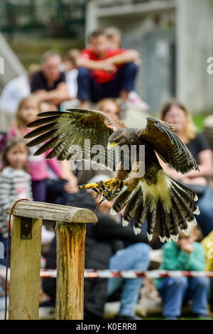 Liberec, République tchèque. Août 22, 2017. Un prédateur en action pendant la formation de la fauconnerie au zoo de Liberec en République tchèque, d'abord, le 22 août 2017. Pour la première fois le zoo organise des démonstrations de fauconnerie la formation pour les visiteurs. Falconer Alexandr Vraga introduit aux visiteurs quatre prédateurs : le pèlerin, l'aigle-owl, Kestrel, et Buzzard. Photo : CTK Radek Petrasek/Photo/Alamy Live News Banque D'Images