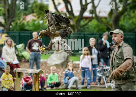 Liberec, République tchèque. Août 22, 2017. Falconer Alexandr Vraga avec un prédateur en action pendant la formation de la fauconnerie au zoo de Liberec en République tchèque, d'abord, le 22 août 2017. Pour la première fois le zoo organise des démonstrations de fauconnerie la formation pour les visiteurs. Falconer a présenté aux visiteurs quatre prédateurs : le pèlerin, l'aigle-owl, Kestrel, et Buzzard. Photo : CTK Radek Petrasek/Photo/Alamy Live News Banque D'Images