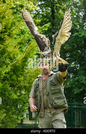 Liberec, République tchèque. Août 22, 2017. Falconer Alexandr Vraga avec un aigle-terriers en action pendant la formation de la fauconnerie au zoo de Liberec en République tchèque, d'abord, le 22 août 2017. Pour la première fois le zoo organise des démonstrations de fauconnerie la formation pour les visiteurs. Falconer a présenté aux visiteurs quatre prédateurs : le pèlerin, l'aigle-owl, Kestrel, et Buzzard. Photo : CTK Radek Petrasek/Photo/Alamy Live News Banque D'Images