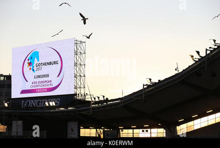 Göteborg, Suède. Août 21, 2017. Les mouettes volent au-dessus de l'Ullevi Stadium de l'Equestrian Championships à Gothenburg, Suède, 21 août 2017. Photo : Friso Gentsch/dpa/Alamy Live News Banque D'Images