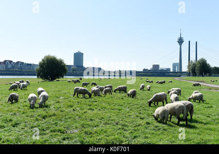 Düsseldorf, Allemagne. 23 août, 2017. Le pâturage des moutons par le Rhin à Düsseldorf, Allemagne, 23 août 2017. Dans l'arrière-plan sur la droite sont les Rheinkniebruecke l'adn pont du Rhin (Rheinturm tour). Photo : Rainer Jensen/dpa/Alamy Live News Banque D'Images