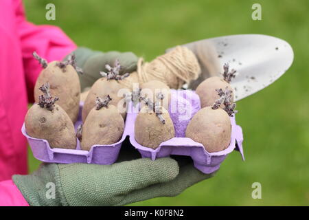 Solanum tubersosum. Les pommes de terre de semence Chitted rouge "Duke of York" prêts pour la plantation au printemps. UK Banque D'Images