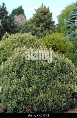 Lit ornementales Evergreen variétés de conifères et d'arbustes (abies et Pinus) prêter toute l'année belle couleur à un jardin au Royaume-Uni Banque D'Images