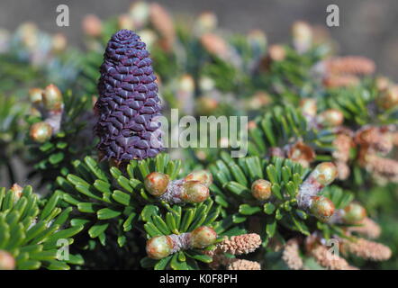 Sur un sapin de Corée (Abies Koreana), variété : Eisregen, poussant dans un jardin FRANCE Banque D'Images