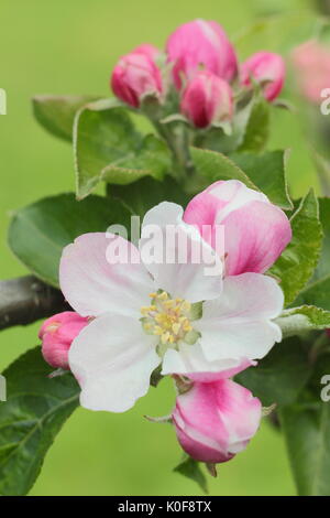 Fleurs rose et crème de Bramley's plants pommier (Malus domestica) dans un jardin anglais au printemps (avril), Royaume-Uni Banque D'Images