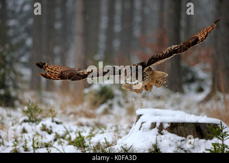 Grand-duc (Bubo bubo), flying adultes en hiver, dans la neige, Zdarske Vrchy, Ceskomoravska vrchovina République Tchèque, Banque D'Images