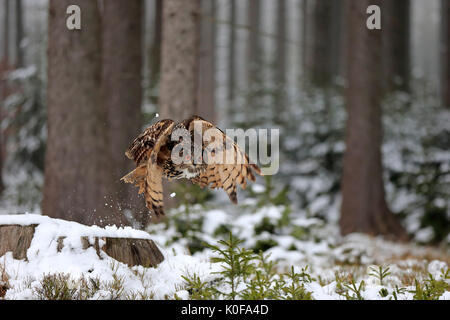 Grand-duc (Bubo bubo), flying adultes en hiver, dans la neige, Zdarske Vrchy, Ceskomoravska vrchovina République Tchèque, Banque D'Images