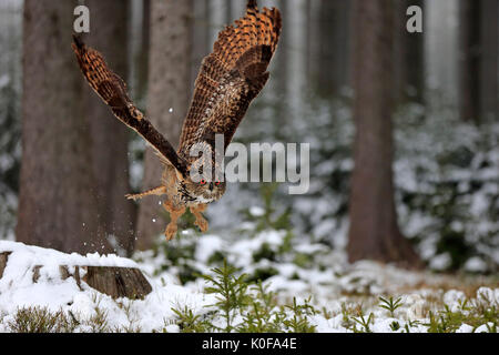 Grand-duc (Bubo bubo), flying adultes en hiver, dans la neige, Zdarske Vrchy, Ceskomoravska vrchovina République Tchèque, Banque D'Images