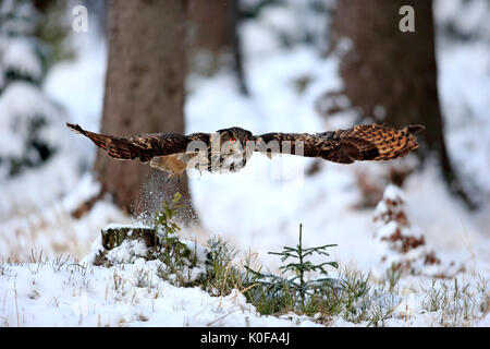 Grand-duc (Bubo bubo), flying adultes en hiver, dans la neige, Zdarske Vrchy, Ceskomoravska vrchovina République Tchèque, Banque D'Images