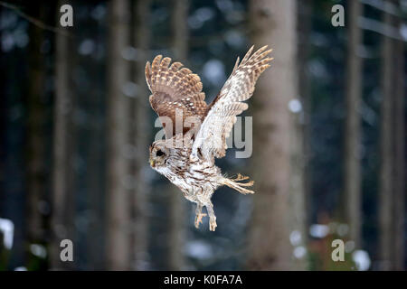 Tawny owl (Strix Aluco enr), flying adultes en hiver, Zdarske Vrchy, Ceskomoravska vrchovina République Tchèque, Banque D'Images