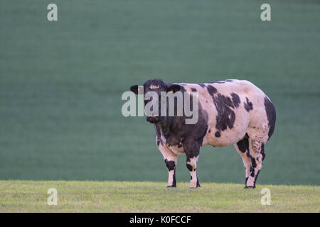 Vache Blanc Bleu Belge Banque D'Images