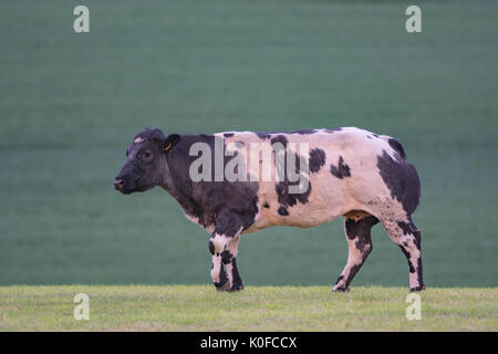 Vache Blanc Bleu Belge Banque D'Images