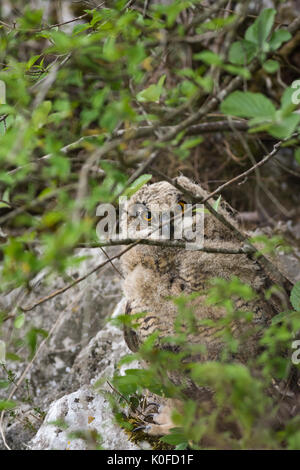 Eagle owl . Bubo bubo. Banque D'Images