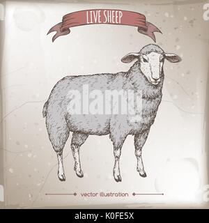 L'étiquette de couleur vintage avec moutons vivants. Illustration de Vecteur