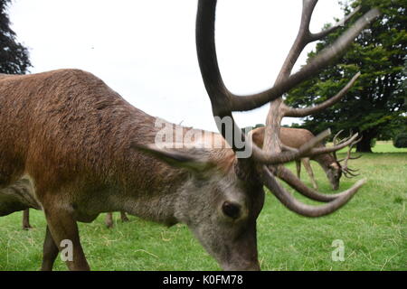 Deer Park de Wollaton sur Banque D'Images