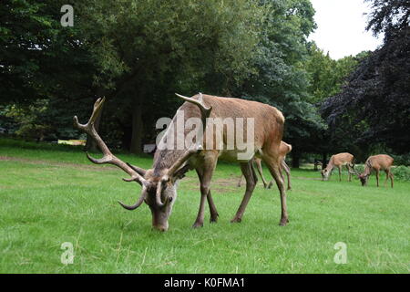 Deer Park de Wollaton sur Banque D'Images