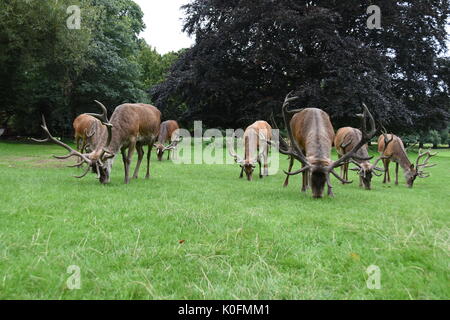 Deer Park de Wollaton sur Banque D'Images