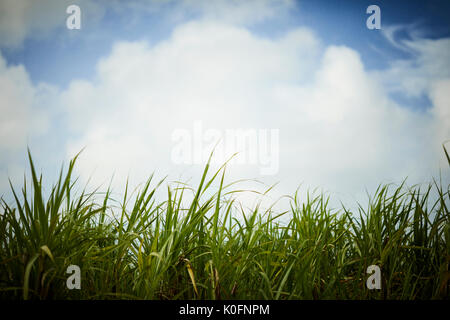 Le cubain, Cuba, Cardenas, canne à sucre en plein air dans l'herbe le musée plantation agricole Banque D'Images