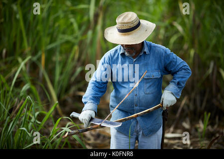 Le cubain, Cuba, Cardenas, canne à sucre en plein air dans l'herbe le musée plantation agricole Banque D'Images