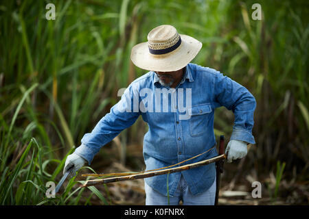 Le cubain, Cuba, Cardenas, canne à sucre en plein air dans l'herbe le musée plantation agricole Banque D'Images